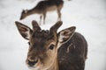 Young girl feeding wild deers at a zoo on summer day. Children watching reindeers on a farm. Kids having fun at zoological garden Royalty Free Stock Photo