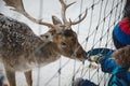 Young girl feeding wild deers at a zoo on summer day. Children watching reindeers on a farm. Kids having fun at zoological garden Royalty Free Stock Photo