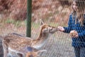 beautiful young girl feeding a fawn in a zoo Royalty Free Stock Photo