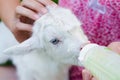 A young girl feeds a newborn goat with milk from a bottle with baby`s dummy Royalty Free Stock Photo