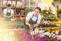 Female worker changes arrangement of pots with armeria and improves appearance of window Royalty Free Stock Photo