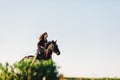 Young girl gallopading on a young dark horse. Royalty Free Stock Photo