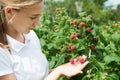 Young girl gardener in white T-shirt gather a harvest raspberry Royalty Free Stock Photo