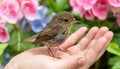 Young girl gently holding small bird, portraying animal protection and care concept Royalty Free Stock Photo