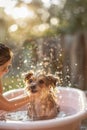 Young Girl Giving Her Adorable Small Dog a Bath in a Sunny Garden with Water Droplets in the Air