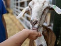 A young girl hand feeds a goat at a petting zoo