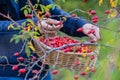 Young girl hands, collecting red and ripe rosehips