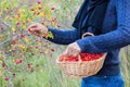 Young girl hands, picking red and ripe rosehips from the bush