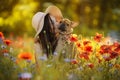 Young girl and her french bulldog puppy in a field with red poppies Royalty Free Stock Photo