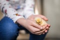 Young girl holding newly hatched Polish Bantam chicken yellow fluffy little baby chick in her hands at just three days old Royalty Free Stock Photo