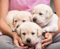 Young girl holding three adorable labrador puppies in her lap Royalty Free Stock Photo