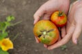 Young girl holding tomatoes in her hands, cropped shot. Royalty Free Stock Photo