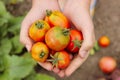 Young girl holding tomatoes in her hands, cropped shot. Royalty Free Stock Photo