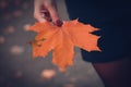 Young girl holds in her hand a maple leaf of orange color Royalty Free Stock Photo