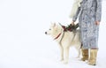 Young girl with Husky dog on snow