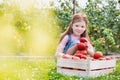 Young girl examining newly harvest tomatoes in crate at farm