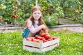 Young girl examining newly harvest tomatoes in crate at farm