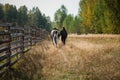 A young girl leads her horse by the bridle along a path along the fence