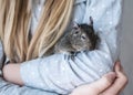 Young girl with long hair and dressed blue shirt is playing with small animal common degu squirrel. Close-up portrait of the cute Royalty Free Stock Photo