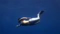 Young girl model underwater mermaid costume on blue background poses in Red Sea.