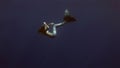 Young girl model underwater mermaid costume on blue background poses in Red Sea.