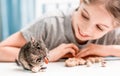 Young girl observe the degu squirrel Royalty Free Stock Photo