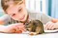 Young girl observe the degu squirrel