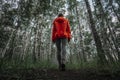 young girl in an orange jacket walks through a birch forest among tall trees, a view from below. Summer walks in the park Royalty Free Stock Photo