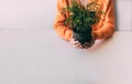Young girl in an orange sweater holds in her hands pot with green plant on white table on light background. Royalty Free Stock Photo