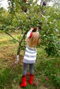 Young girl picking apples Royalty Free Stock Photo