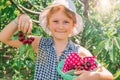 Young girl is  picking cherry on a fruit farm. Child pick cherries in summer orchard Royalty Free Stock Photo