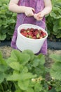 Young girl picking fresh strawberries Royalty Free Stock Photo