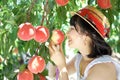 Young girl picking japan peaches