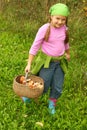 Young girl picking mushrooms Royalty Free Stock Photo