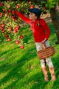 Young girl picking organic Apples into the Basket.Orchard. Royalty Free Stock Photo