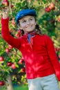 Young girl picking organic Apples into the Basket.Orchard. Royalty Free Stock Photo