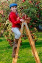 Young girl picking organic Apples into the Basket.Orchard.