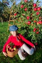 Young girl picking organic Apples into the Basket.Orchard. Royalty Free Stock Photo