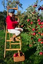 Young girl picking organic Apples into the Basket.Orchard. Royalty Free Stock Photo