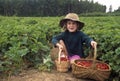 Young girl picking strawberries Royalty Free Stock Photo