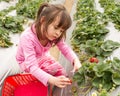 Young Girl Picking Strawberries Royalty Free Stock Photo