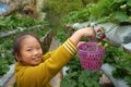 Young girl picking strawberries in the farm Royalty Free Stock Photo