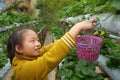 Young girl picking strawberries in the farm Royalty Free Stock Photo