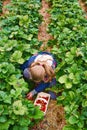 Young girl picking strawberries on an organic strawberry farm for picking yourself Royalty Free Stock Photo
