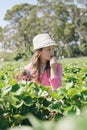 Young girl picking strawberries Royalty Free Stock Photo