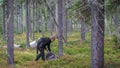 A young girl picks blueberries in a Finnish forest using a Thai comb tool Royalty Free Stock Photo