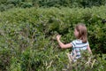 Young girl picks fresh Michigan blueberries Royalty Free Stock Photo