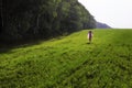 Young girl in a pink dress walks in a green field along the forest trees