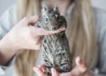 Young girl playing with small animal common degu squirrel. Close-up portrait of the cute pet in kid`s hands looking into camera. Royalty Free Stock Photo