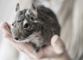 Young girl playing with small animal common degu squirrel. Close-up portrait of the cute pet sitting in kid`s palm Royalty Free Stock Photo